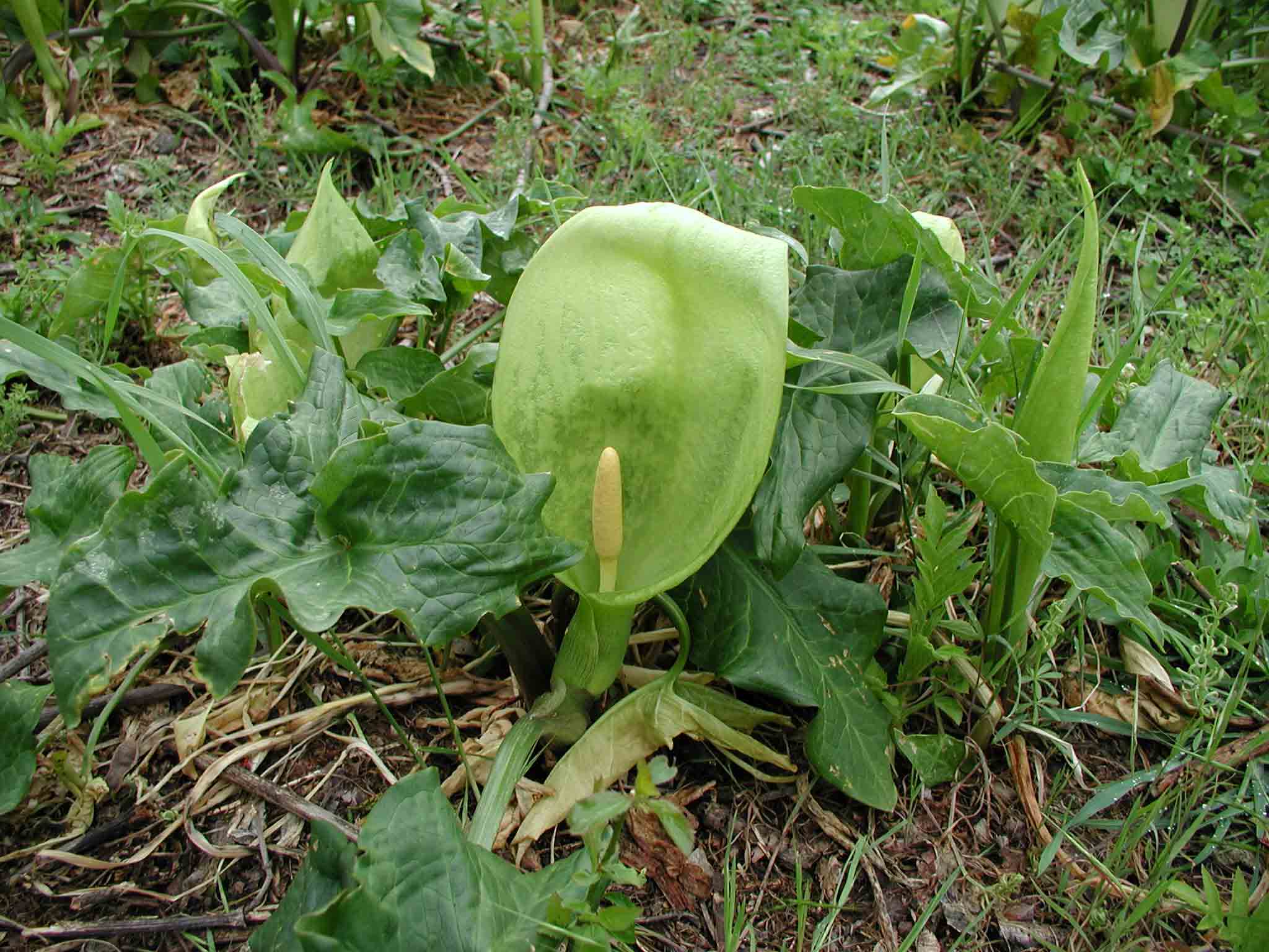 Arum italicum / Gigaro chiaro